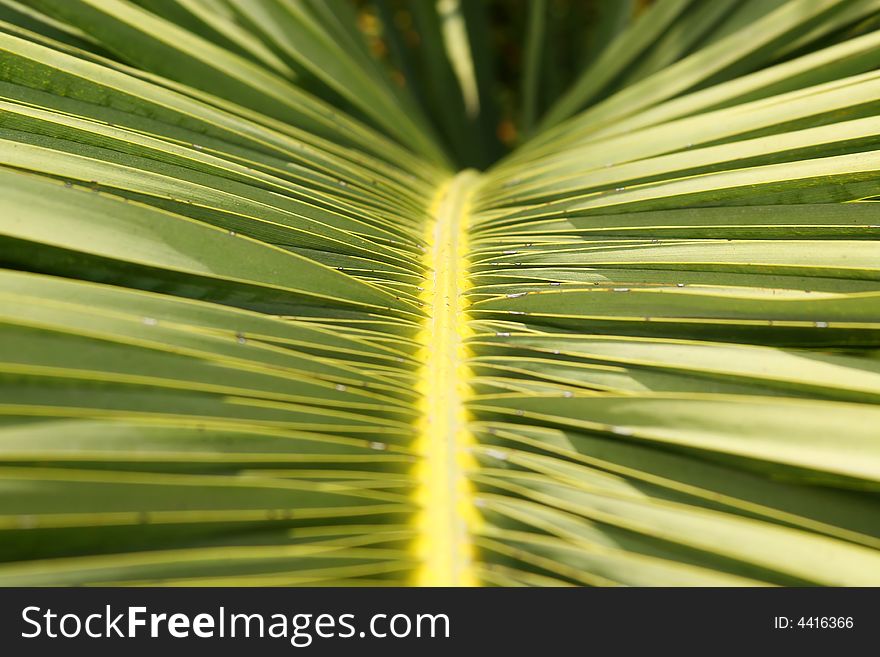 Close up to the green palm tree