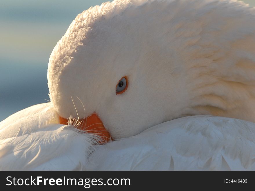 A white duck is trying to sleep in the evening light