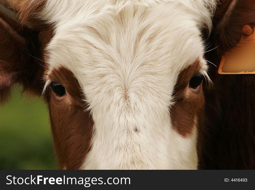 Close-up of a cow. Close-up of a cow