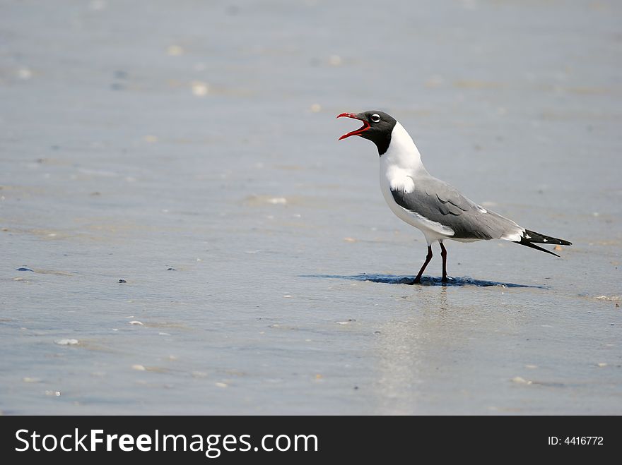 Black headed Seagull at Wrightsville Beach in North Carolina.  Taken With a Nikon D80 camera and 300mm Lens. Black headed Seagull at Wrightsville Beach in North Carolina.  Taken With a Nikon D80 camera and 300mm Lens.