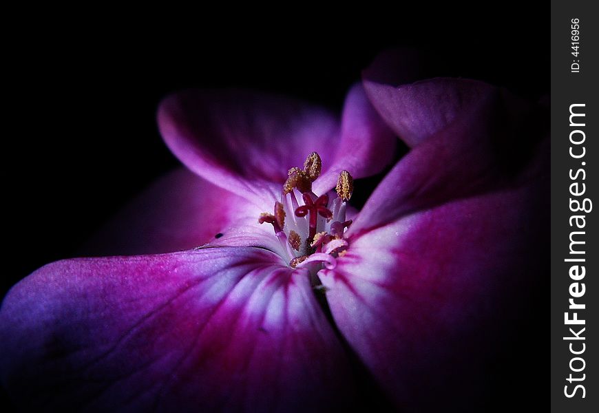 A macro close up caption of the Geranium's bloom