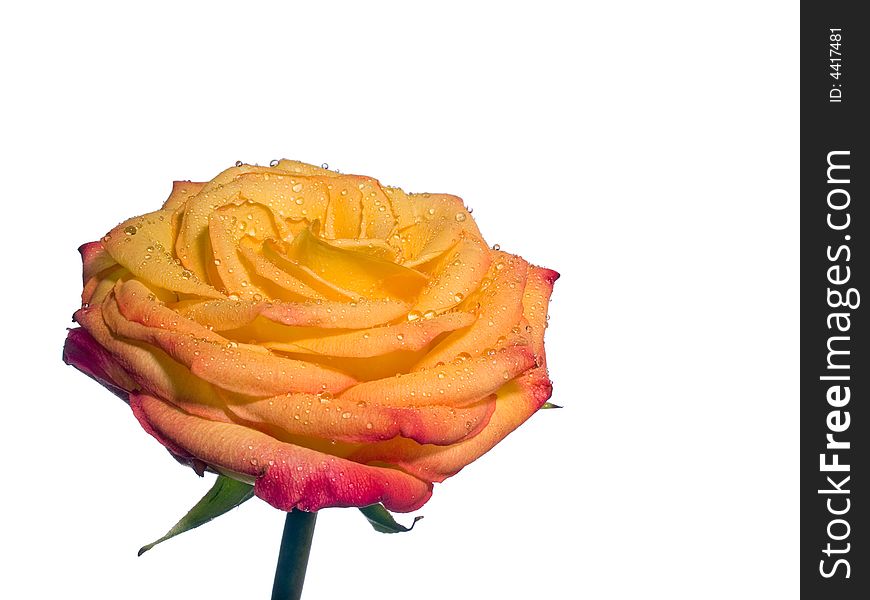 Macro of yellow rose flower with droplets on the petals isolated on white