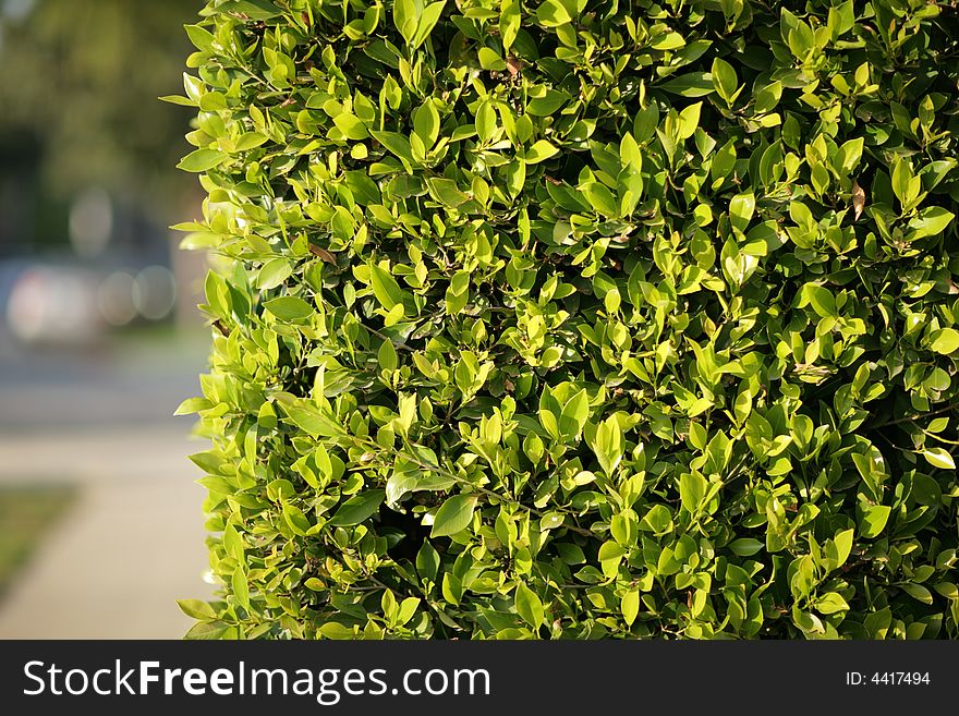 Green fense background, shallow DOF. Green fense background, shallow DOF.