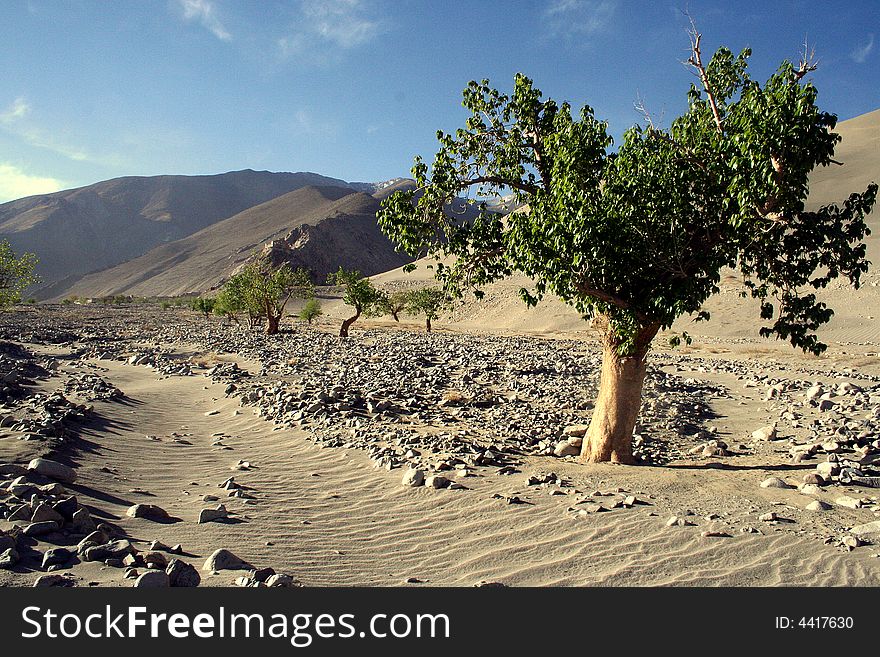 Strong life tree in wild Tibet desert. Strong life tree in wild Tibet desert