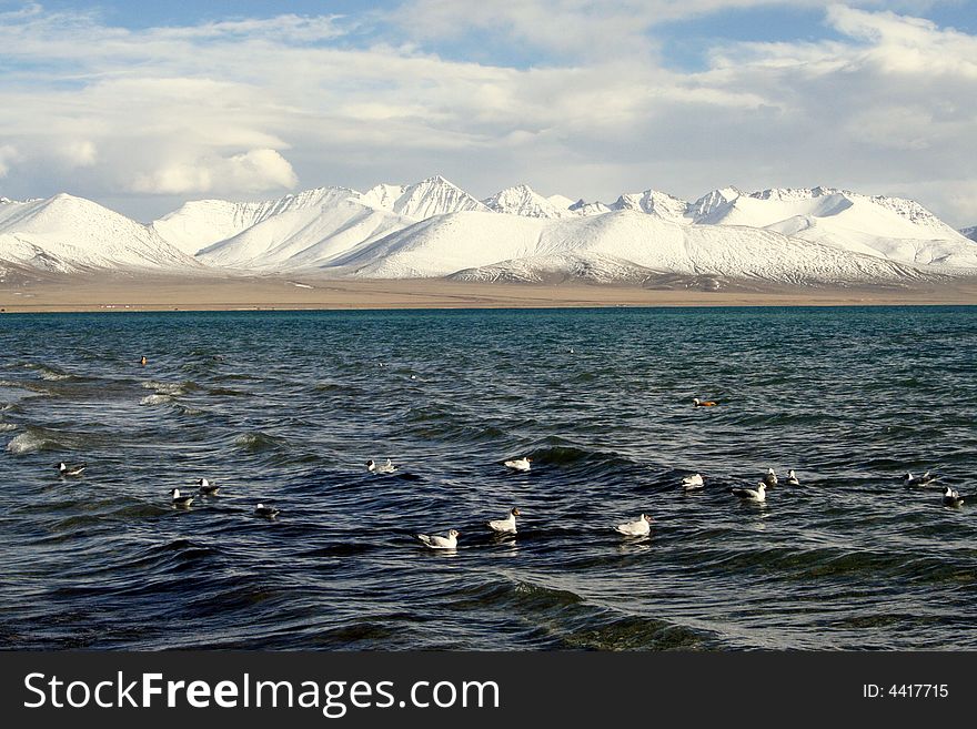 Birds Swim In Lake Under Snow Covered Mountain