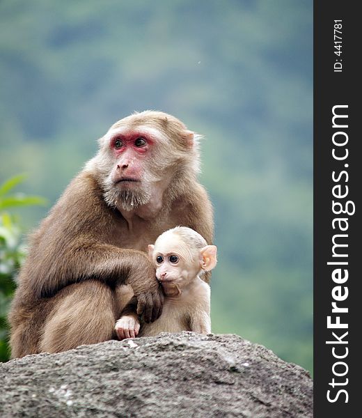 Two monkeys ,mother and baby look to the distance.