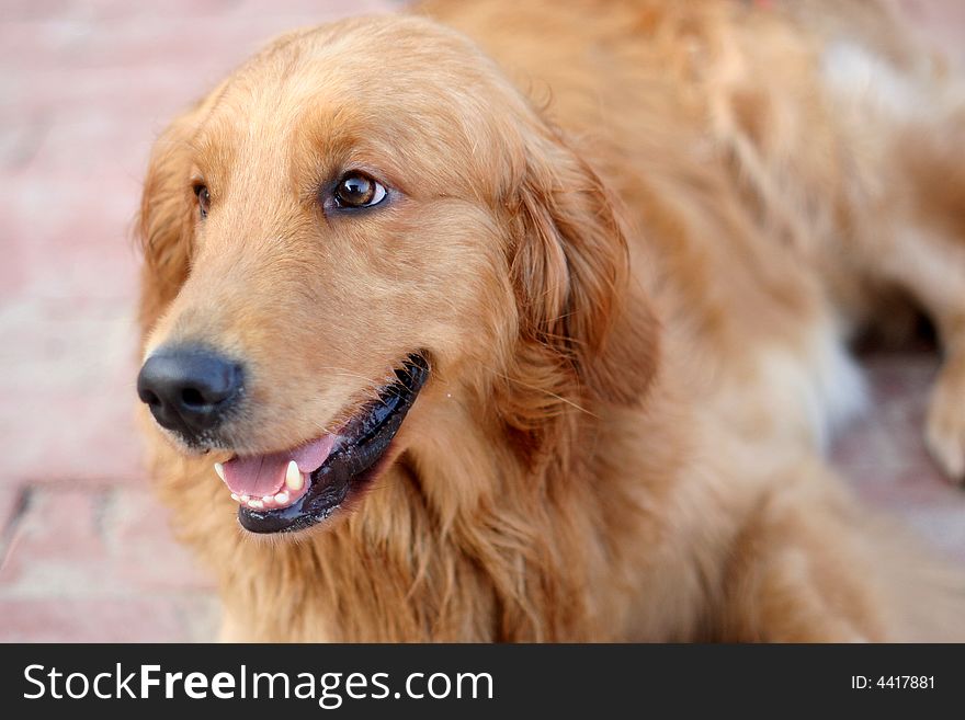 A handsome golden retriever sit on the ground. A handsome golden retriever sit on the ground