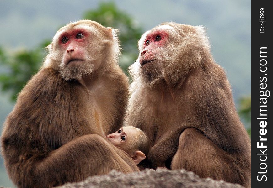 Three monkeys ,mother ,father and baby look to the distance. Three monkeys ,mother ,father and baby look to the distance.