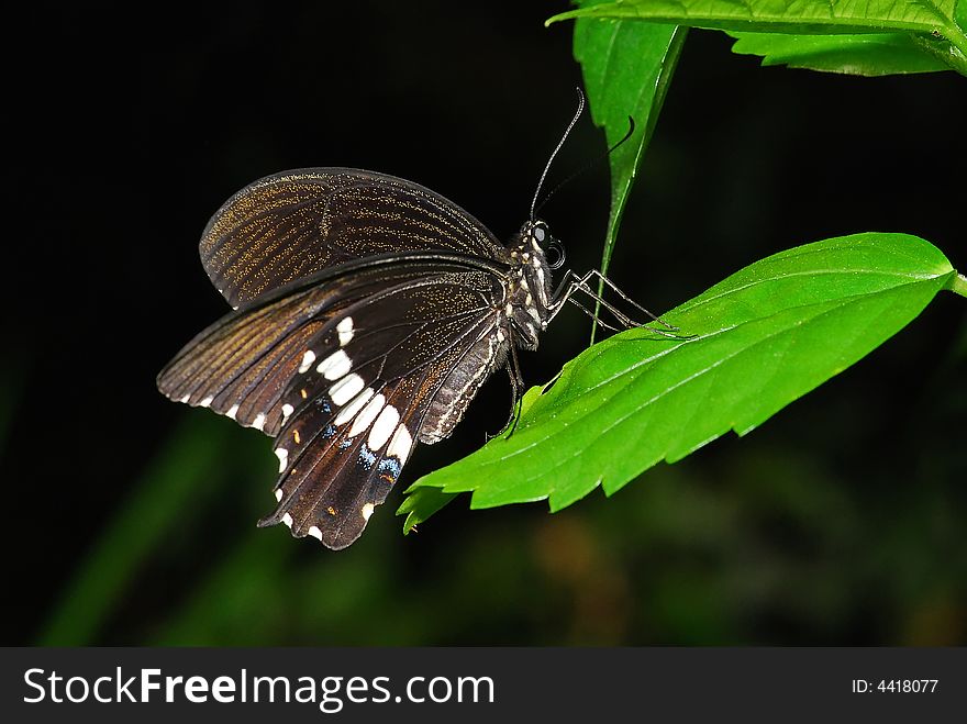 Black butterfly in the garden