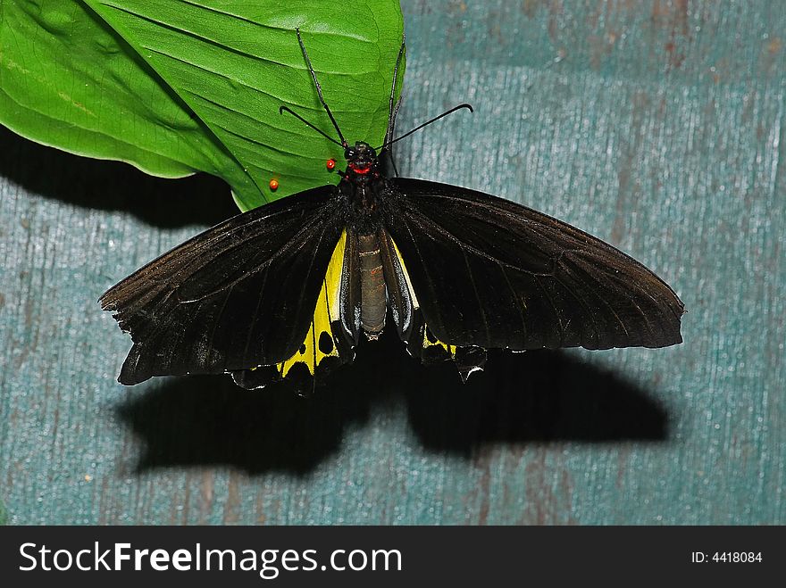 Black butterfly in the gardens