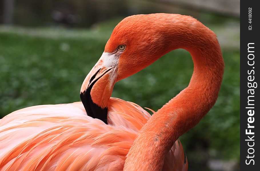 Pink flamingo bird eyes black beak nib flags