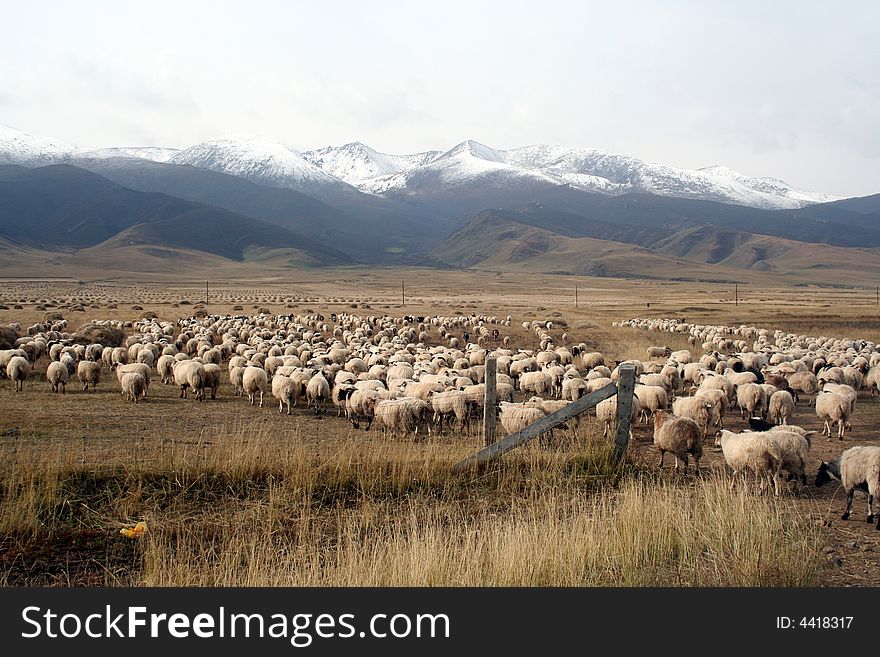 A sheep flock walking towards the snow mountain
