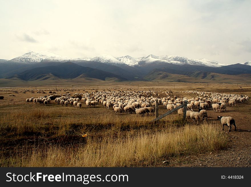 A Sheep Flock Walking Towards The Snow Mountain