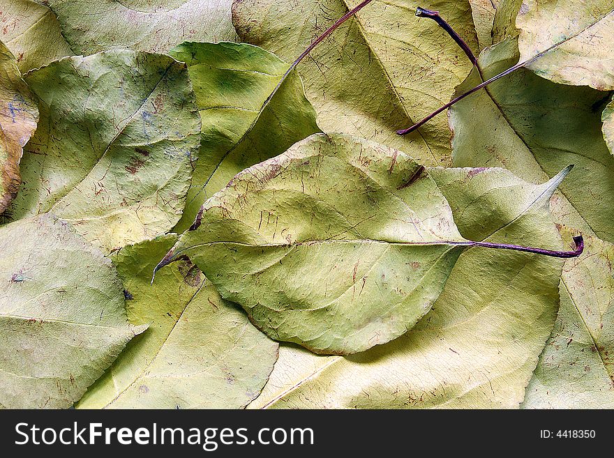 Autumn dry yellow leaves background. Autumn dry yellow leaves background