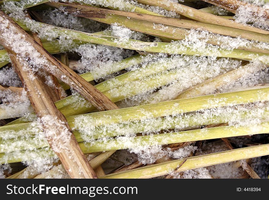 Autumn long grass with snow background. Autumn long grass with snow background