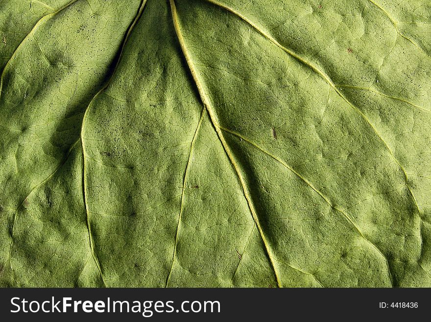 A green leaf facture closeup. A green leaf facture closeup