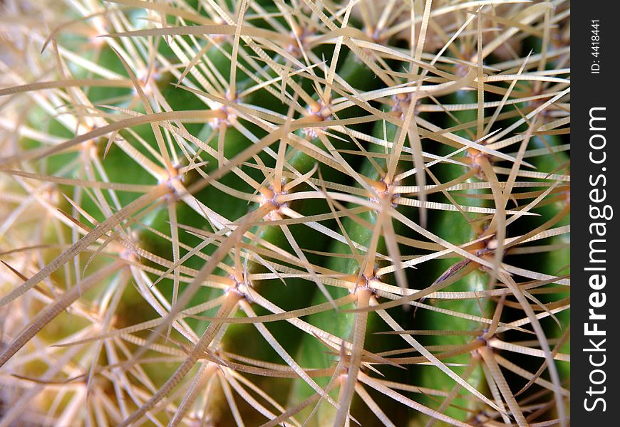 Extreme closeup of surface of cactus. Extreme closeup of surface of cactus