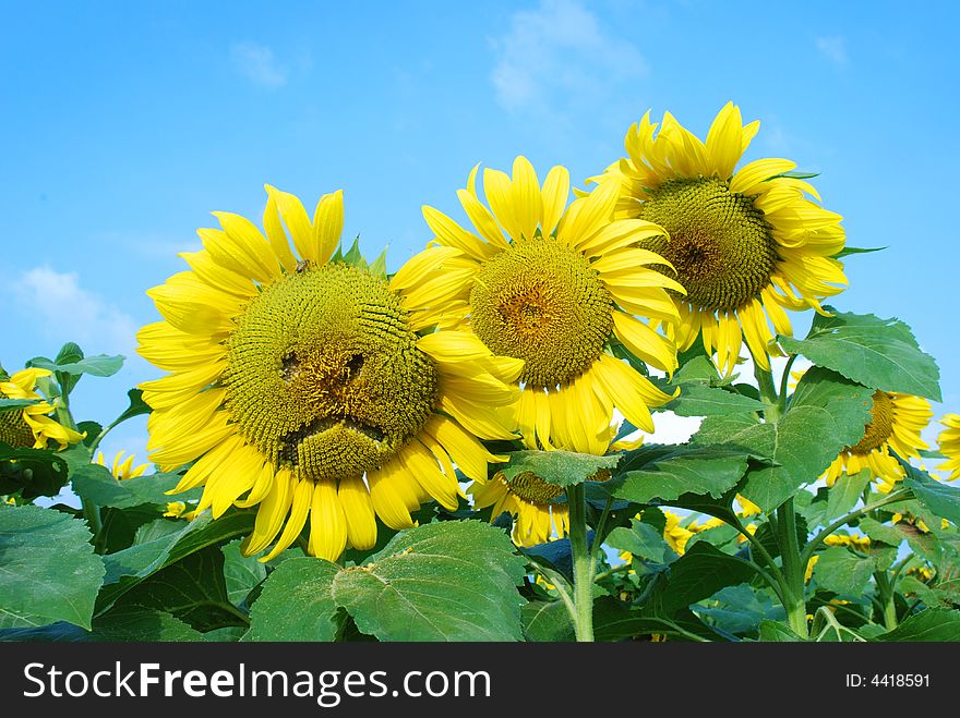 An angry faced sun flower. An angry faced sun flower