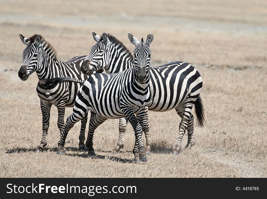 Group of zebras in the ngorongoro crater