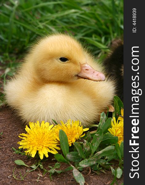 Small Duck And Yellow Flowers In The Afternoon