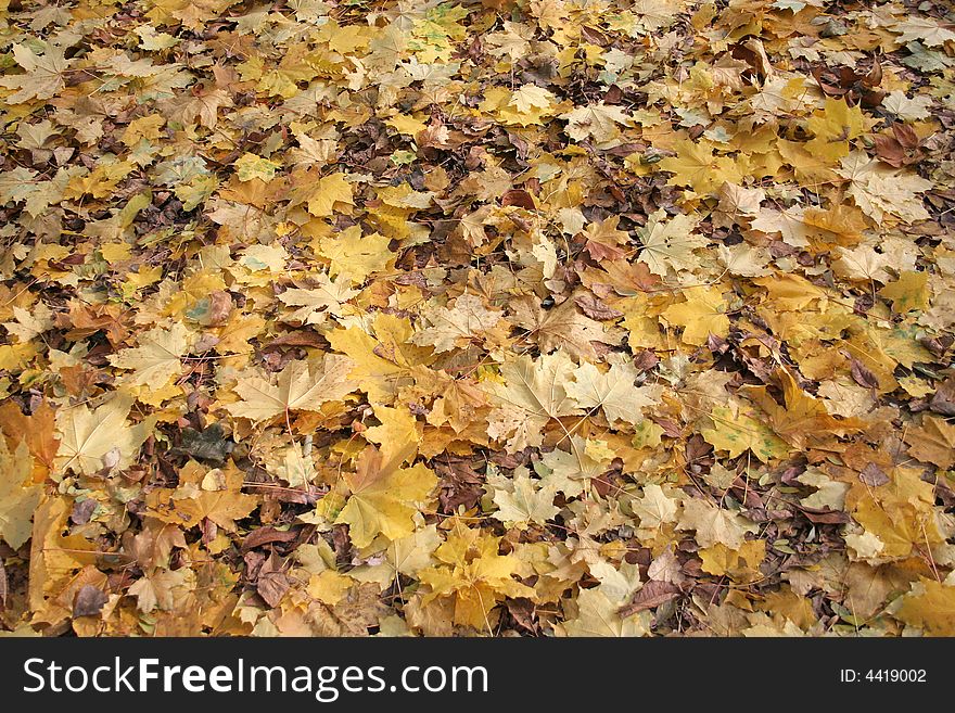 Maple leaves in park in the autumn. Maple leaves in park in the autumn