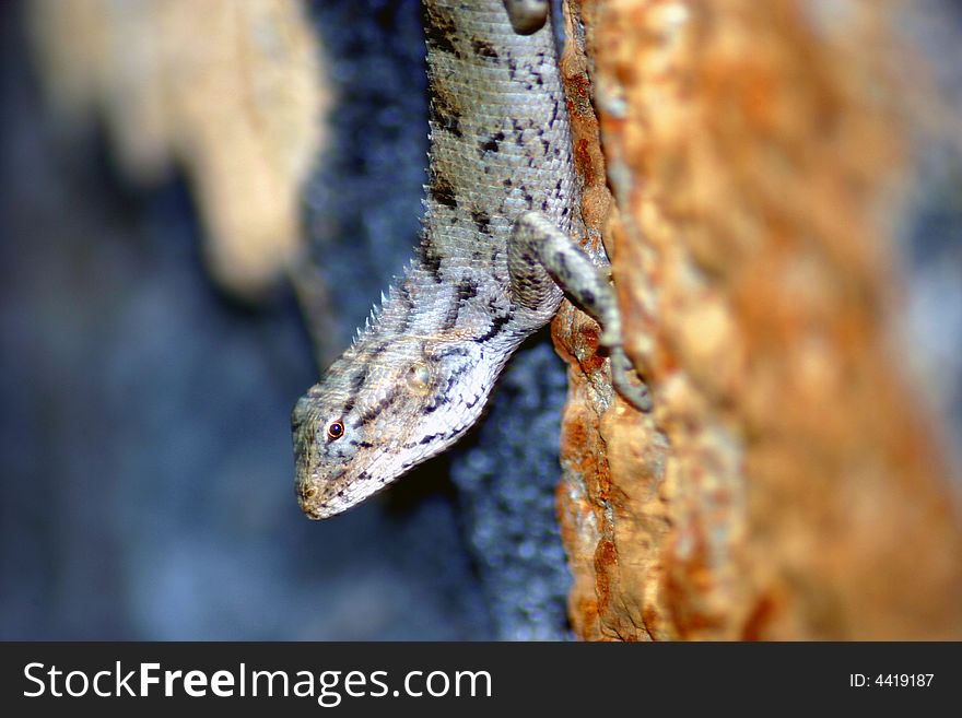 Close up of a lizard on a stone wall (Mauritius). Close up of a lizard on a stone wall (Mauritius)