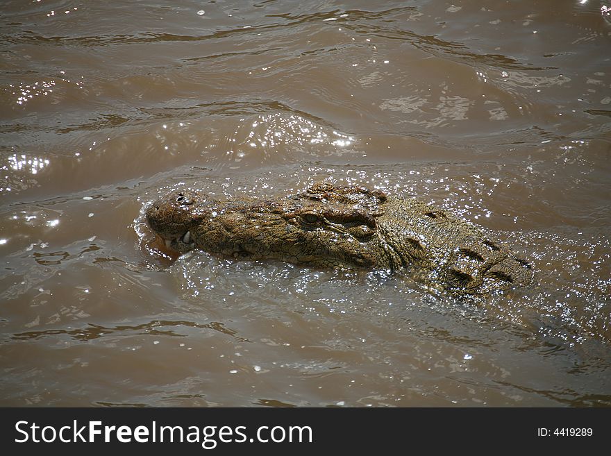 Crocodile swimming in the Mara River in the Masai Mara Reserve (Kenya). Crocodile swimming in the Mara River in the Masai Mara Reserve (Kenya)