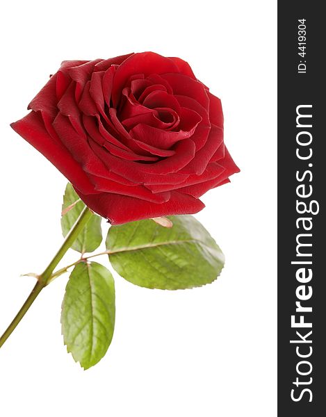 Beautiful red rose on white background