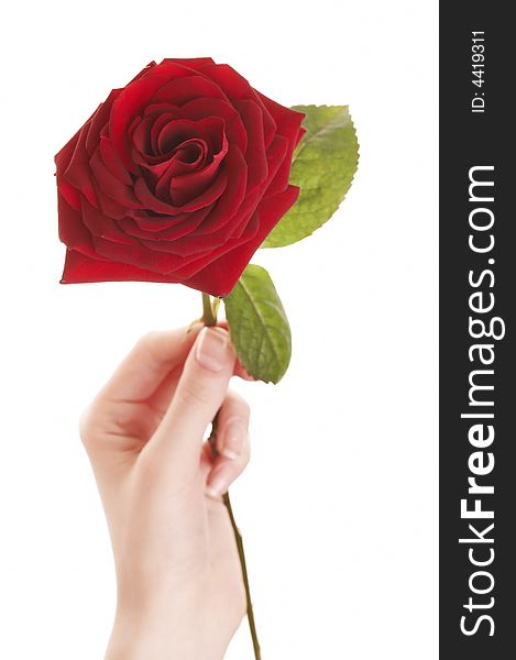 Woman hand holdingbeautiful red rose on white background. Woman hand holdingbeautiful red rose on white background