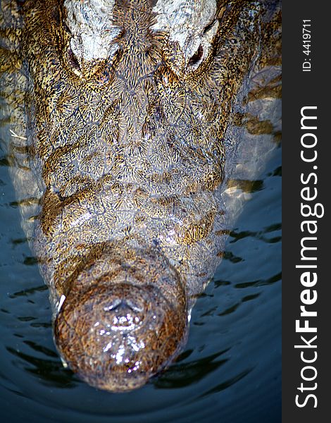 Crocodile Head Portrait (South Africa). Crocodile Head Portrait (South Africa)