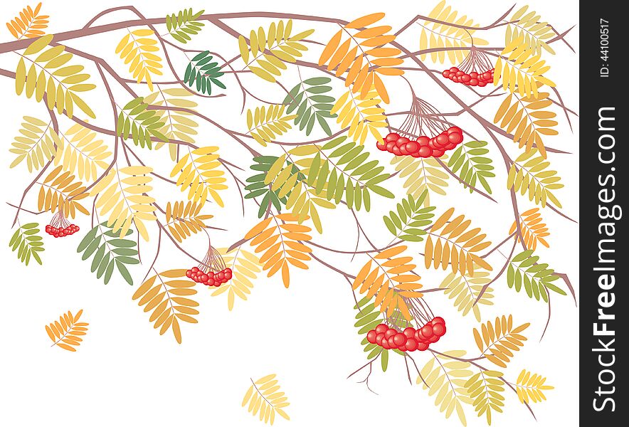Vector image of a rowan branch with the falling leaves. Vector image of a rowan branch with the falling leaves.