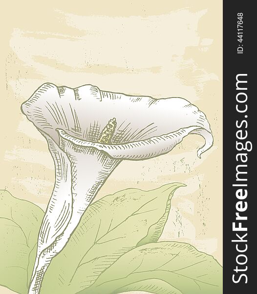 Vector drawing of a calla lily.