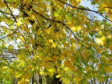 Autumn Leaves On Twigs Of Maple Stock Images Autumn Leaves On Twigs Of Maple Stock Images