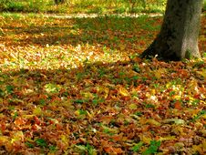 Carpet Of The Fallen Autumn Leaves Royalty Free Stock Photo