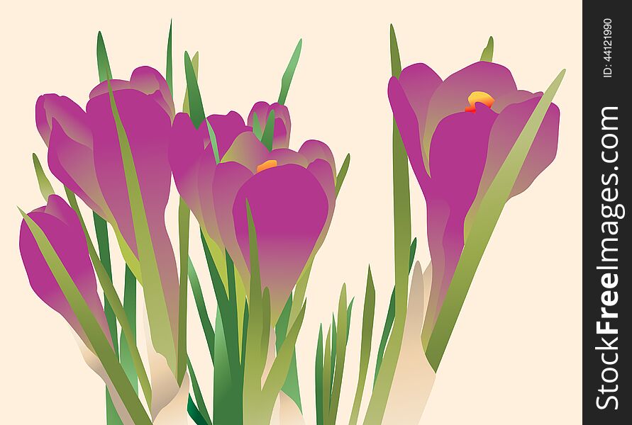Vector image of the spring flowers. Vector image of the spring flowers.