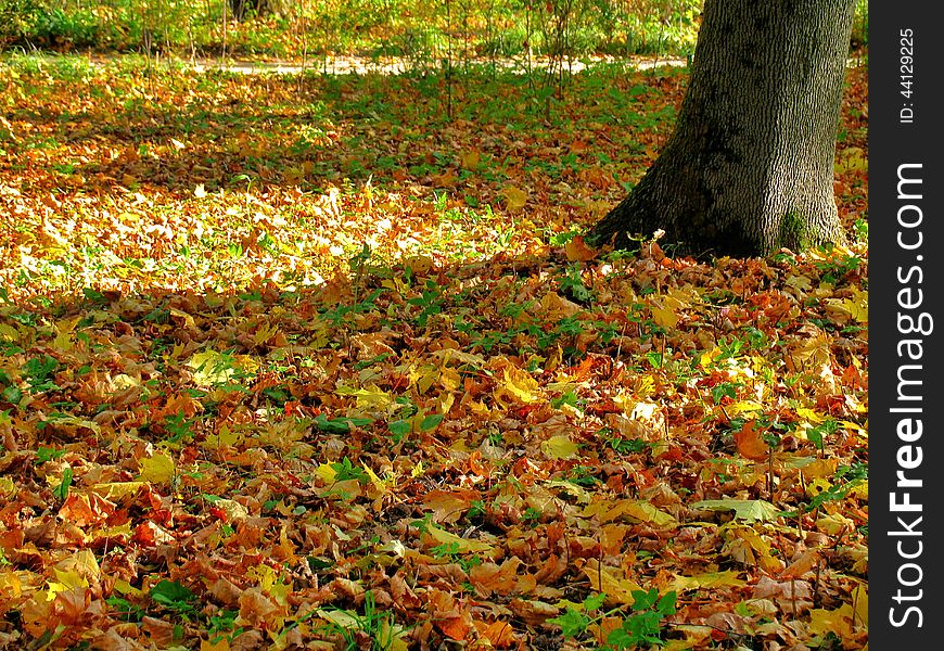 Yellow carpet of the fallen autumn leaves