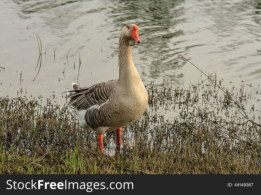 Large goose shakes water from feathers