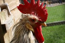 Cockerel Stock Images Cockerel Stock Images