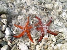 Two Starfish Stock Images Two Starfish Stock Images