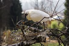 Common Spoonbill (Platalea Leu Stock Images Common Spoonbill (Platalea Leu Stock Images