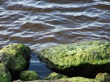 River Rocks Covered In Hairy Moss Royalty Free Stock Images River Rocks Covered In Hairy Moss Royalty Free Stock Images