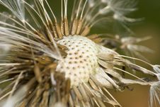 Dandelion Flower Royalty Free Stock Photo Dandelion Flower Royalty Free Stock Photo