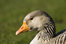 Goose On Green Stock Photo Goose On Green Stock Photo