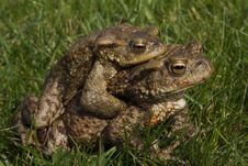 Two Mating Toads Stock Photography