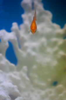 Gold Fish Royalty Free Stock Images