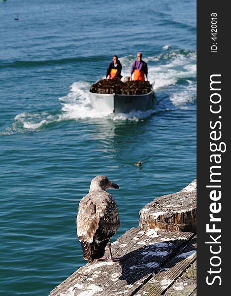Seagull in Monterey Bay, California
