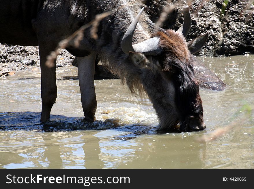 Wildebeest Drinking (Kenya)