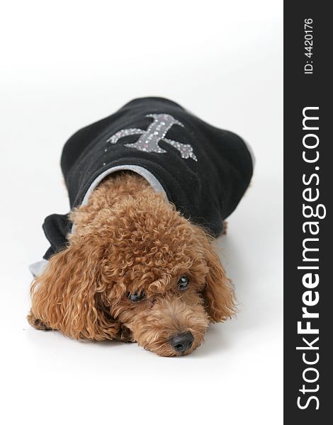 Small brown toy poodle with a black shirt and grey collar lying down. Small brown toy poodle with a black shirt and grey collar lying down