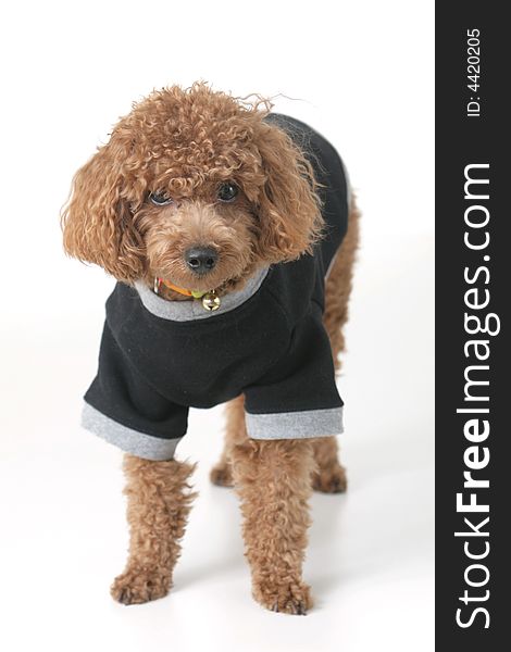 Small brown toy poodle with a black shirt and grey collar standing up. Small brown toy poodle with a black shirt and grey collar standing up