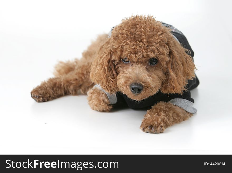 Small brown toy poodle with a black shirt and grey collar lying down. Small brown toy poodle with a black shirt and grey collar lying down